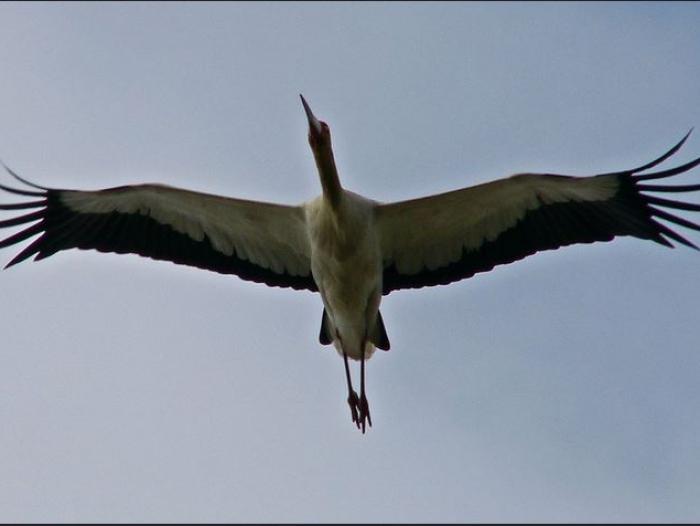 Maguari Stork4
