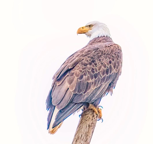 Bald Eagle Perched - Searching for Prey