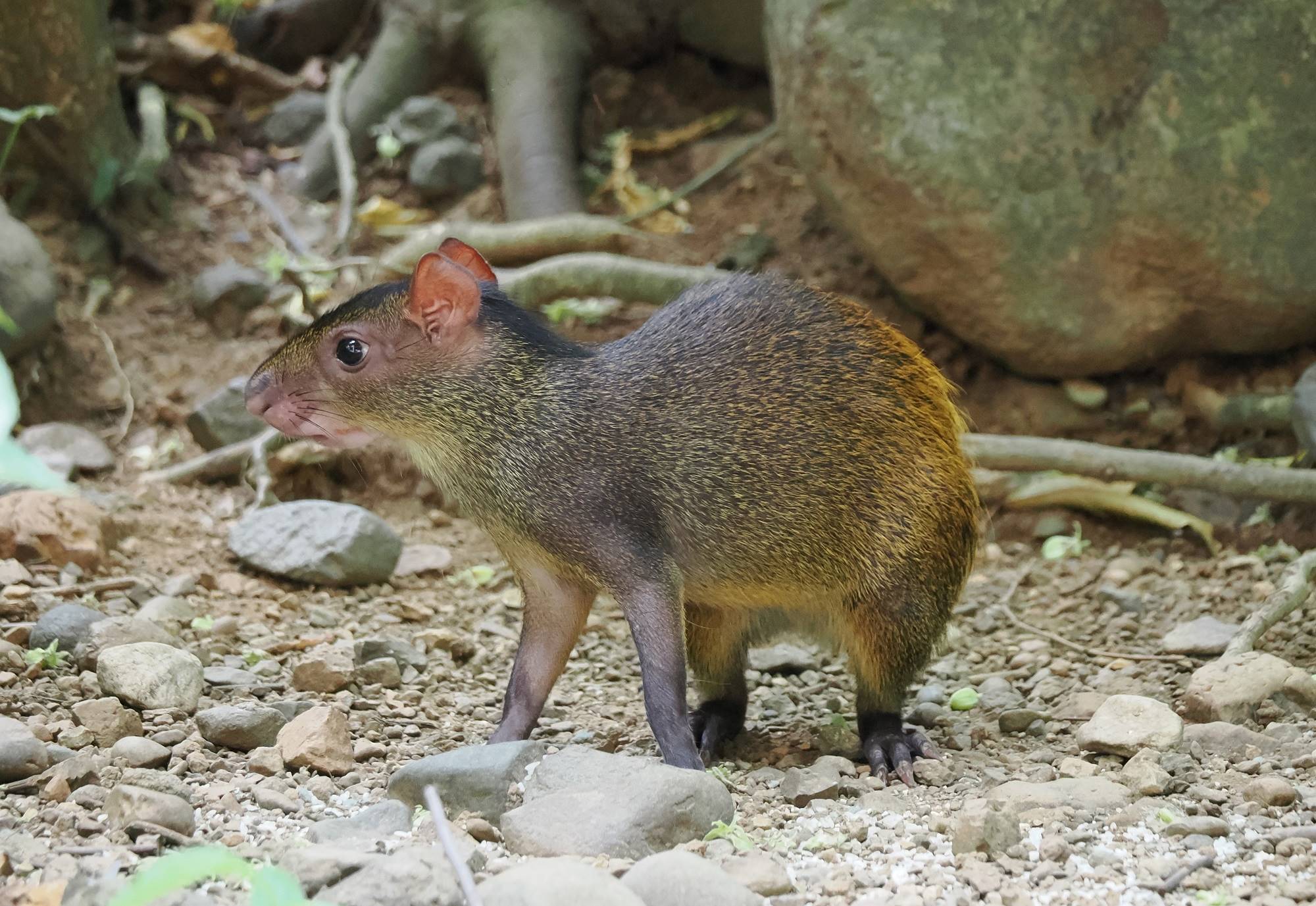 agouti