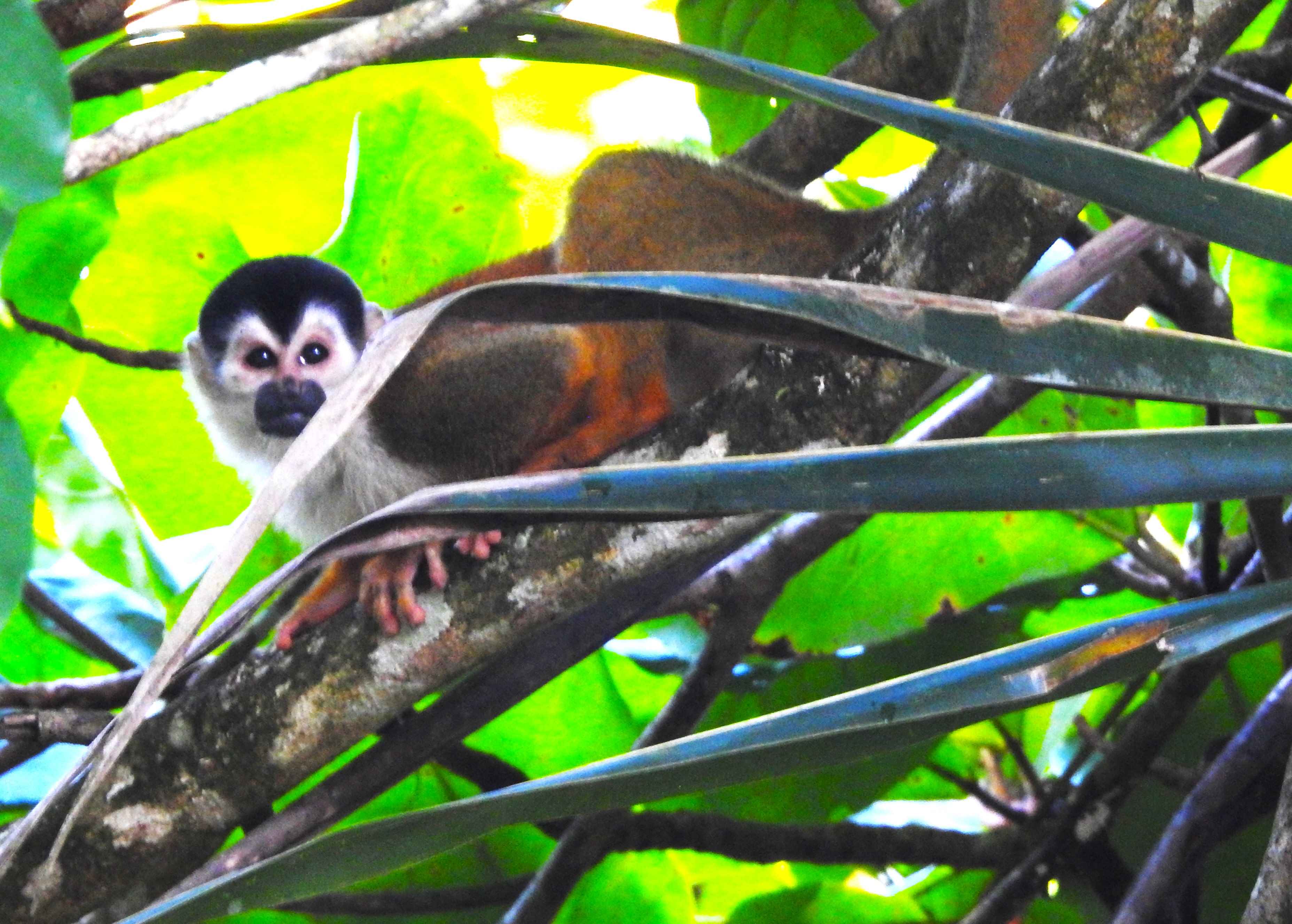Titi monkeys