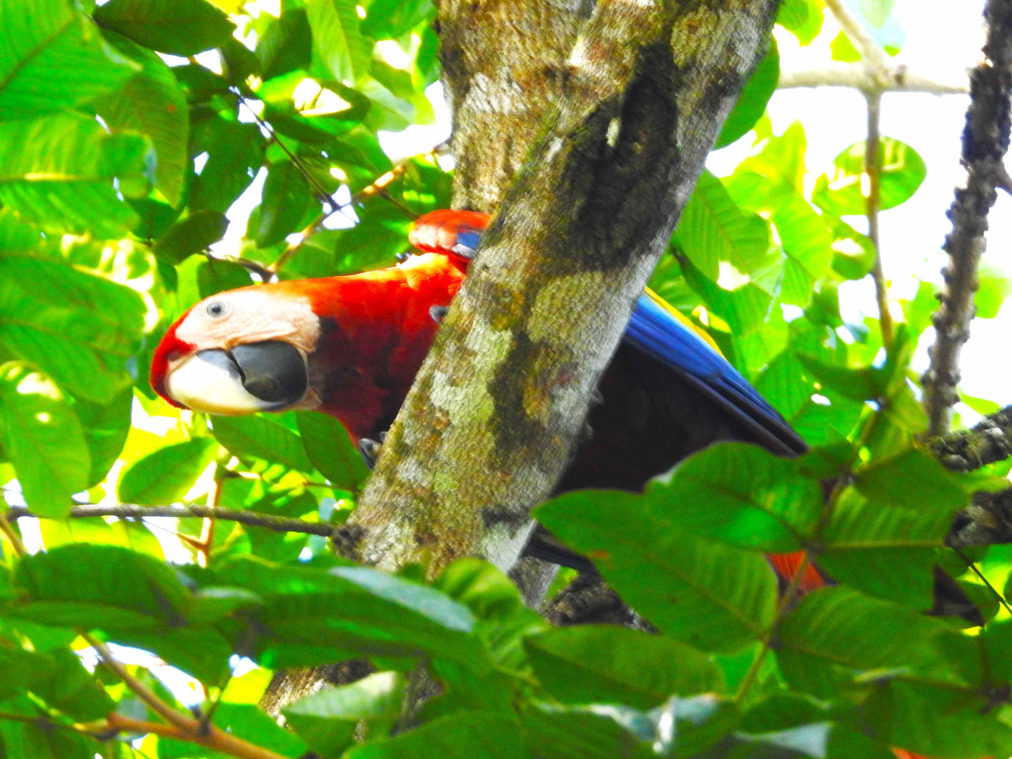 Macaw
